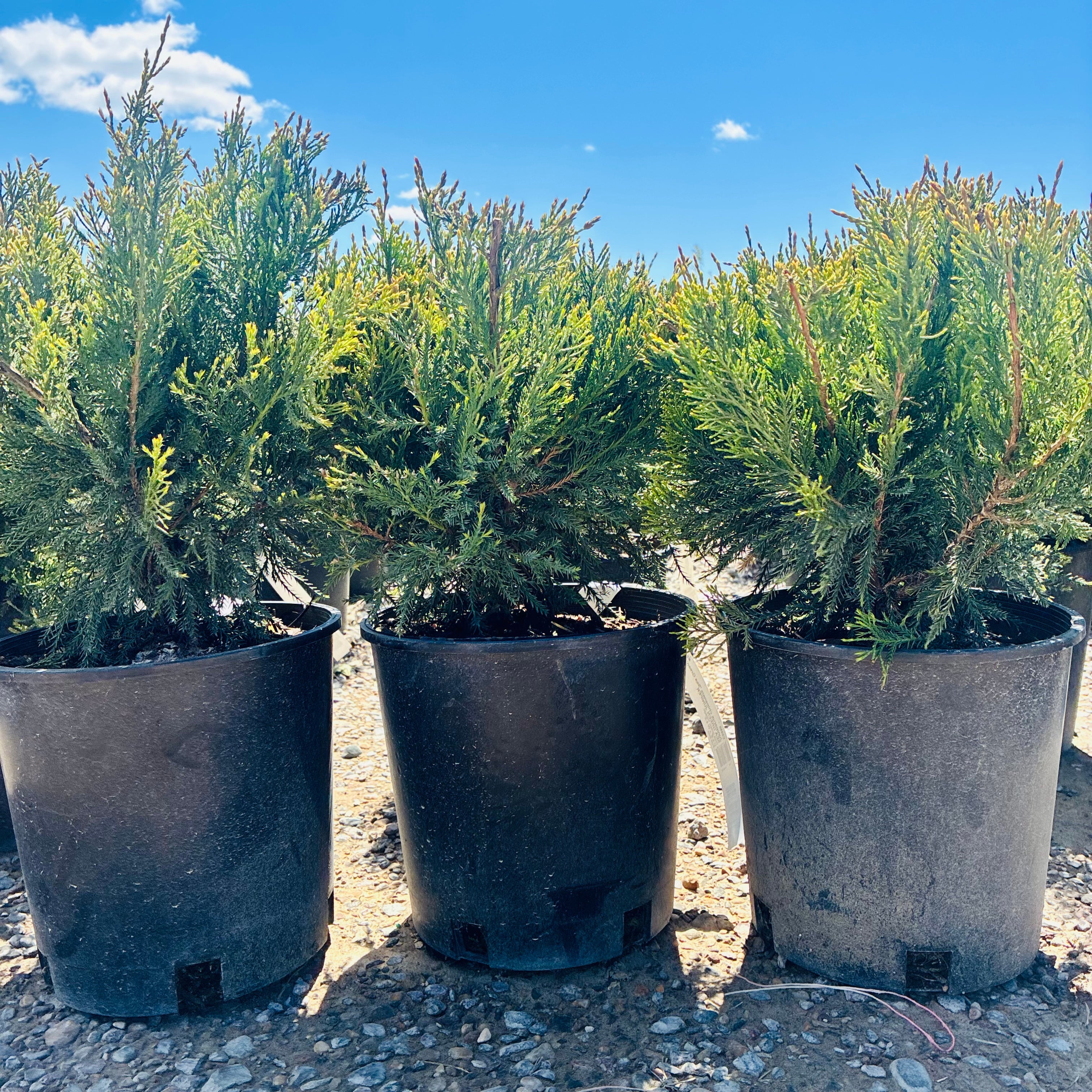 Sea Green Juniper (Juniperus chinensis 'Sea Green') in landscape setting — Eden Prairie, MN