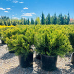 Sea Green Juniper (Juniperus chinensis 'Sea Green') mature growth habit — Wayzata, MN