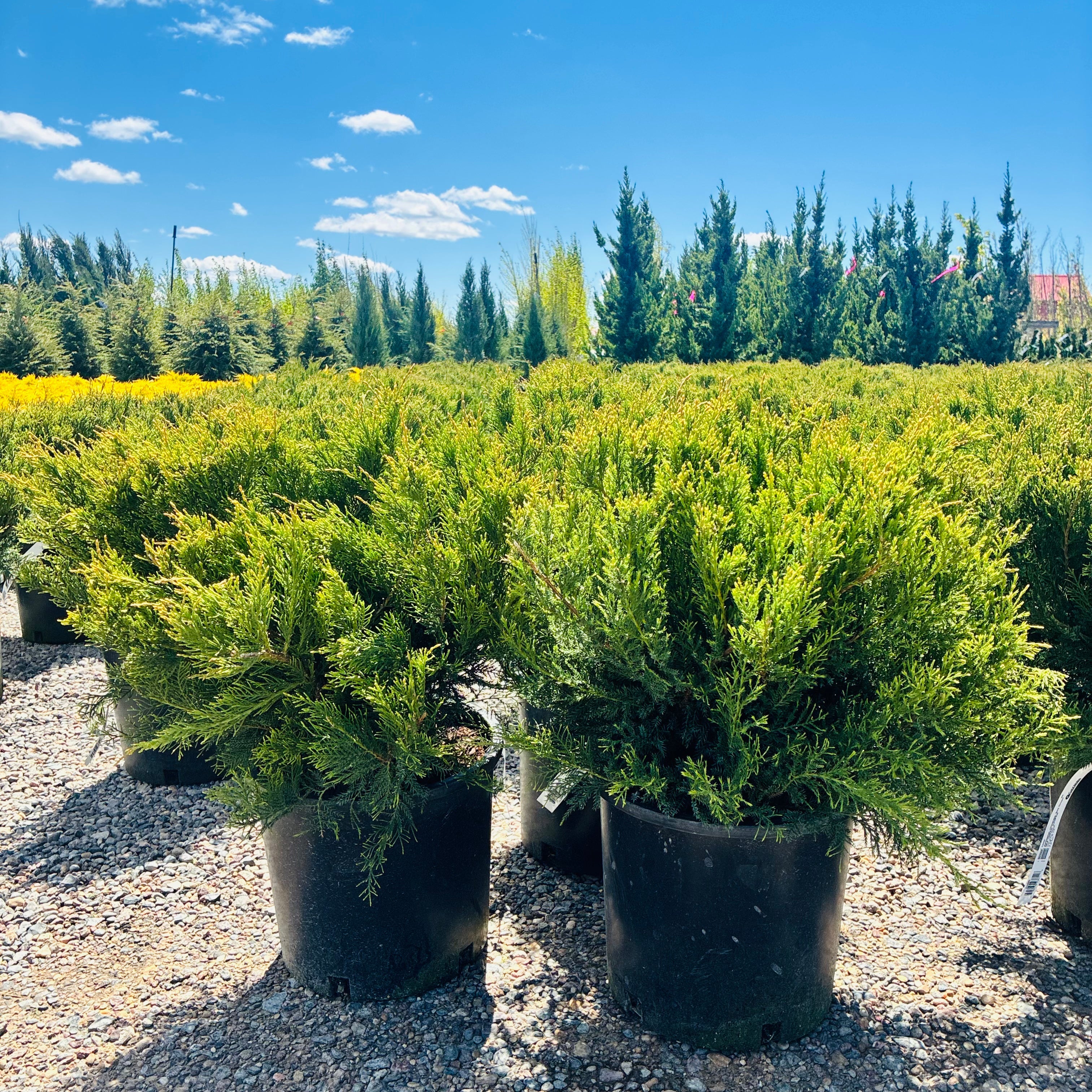 Sea Green Juniper (Juniperus chinensis 'Sea Green') mature growth habit — Wayzata, MN