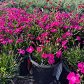 Kahori Dianthus — St. Paul, MN