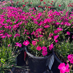 Kahori Dianthus — St. Paul, MN