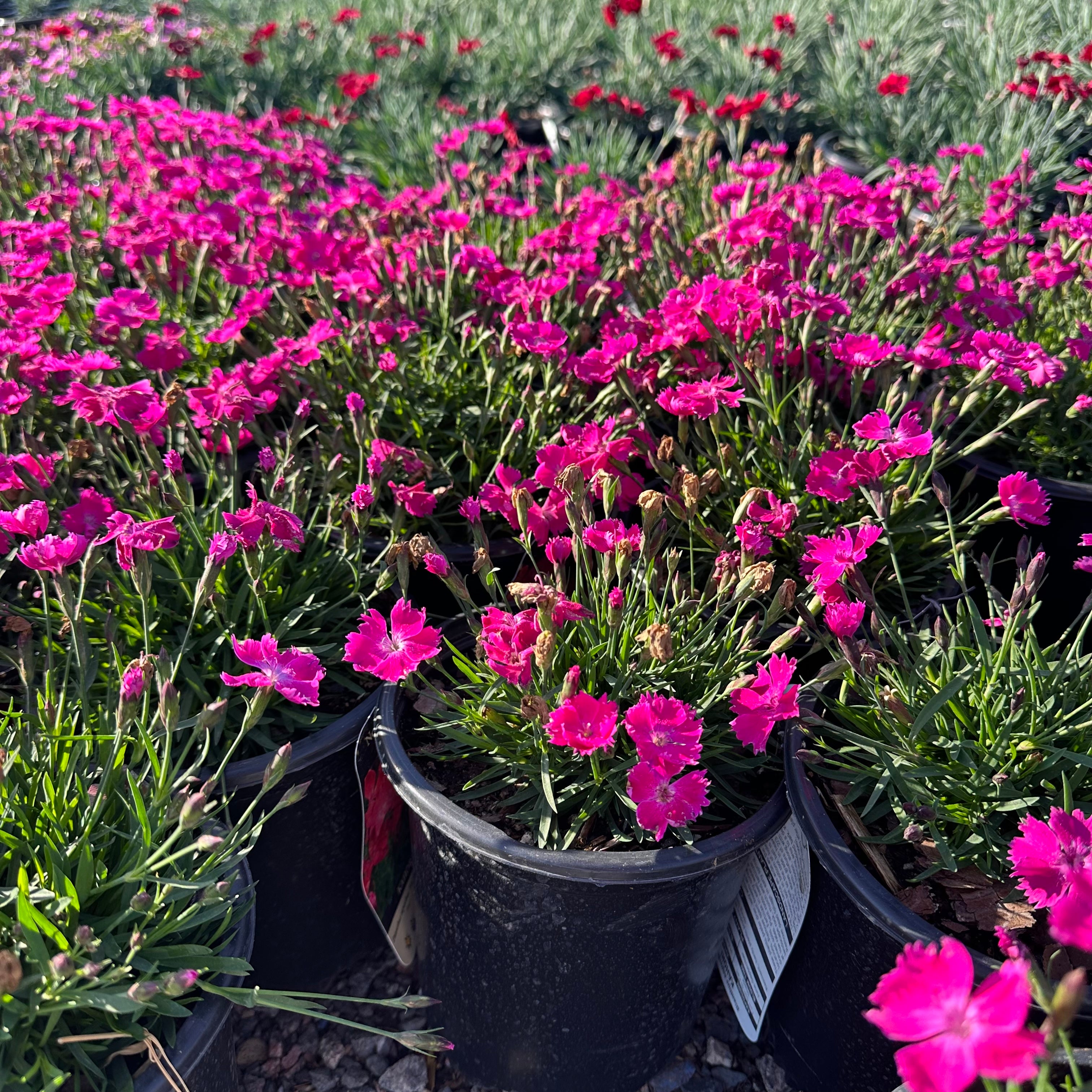 Kahori Dianthus — St. Paul, MN