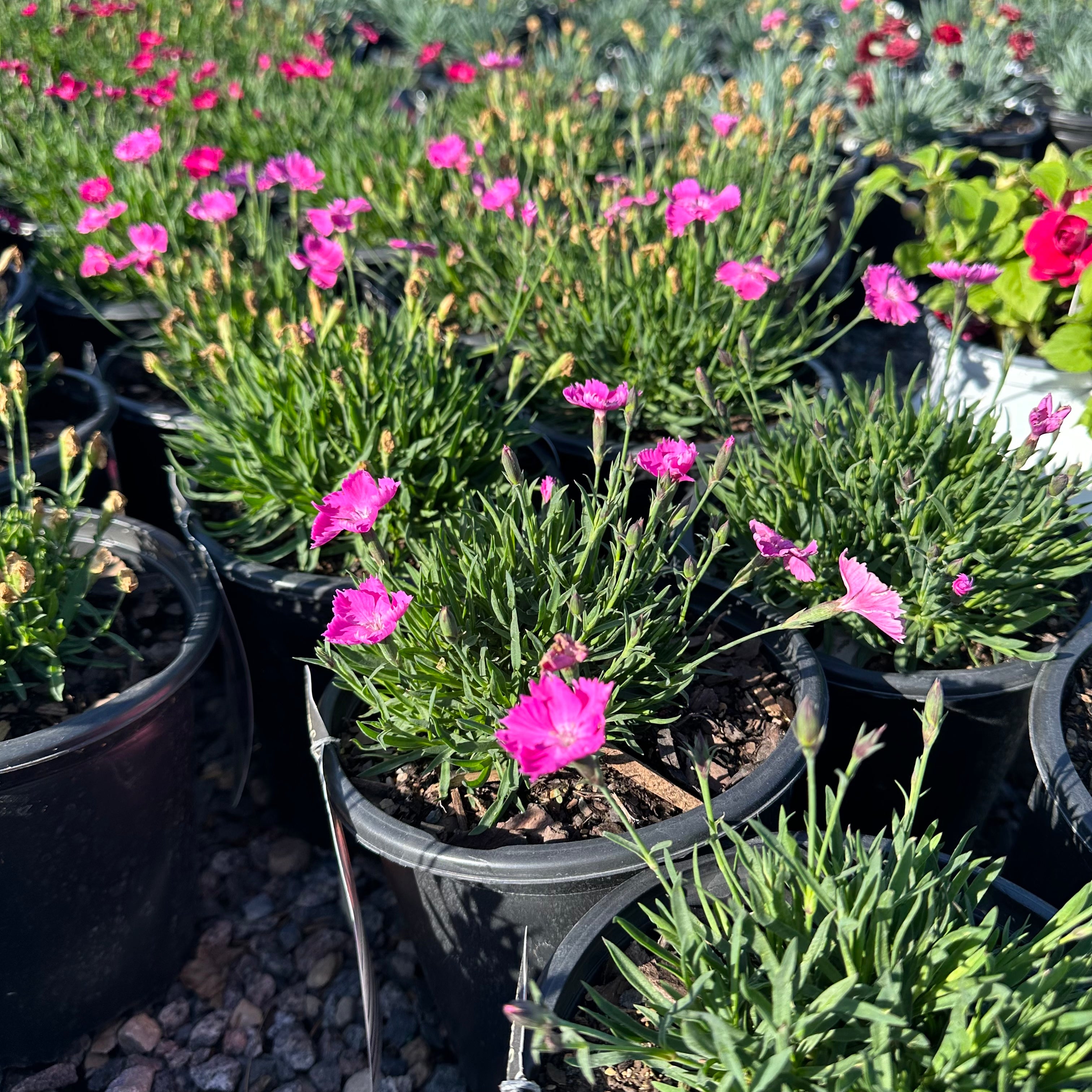 Kahori Pink Dianthus — Eden Prairie, MN