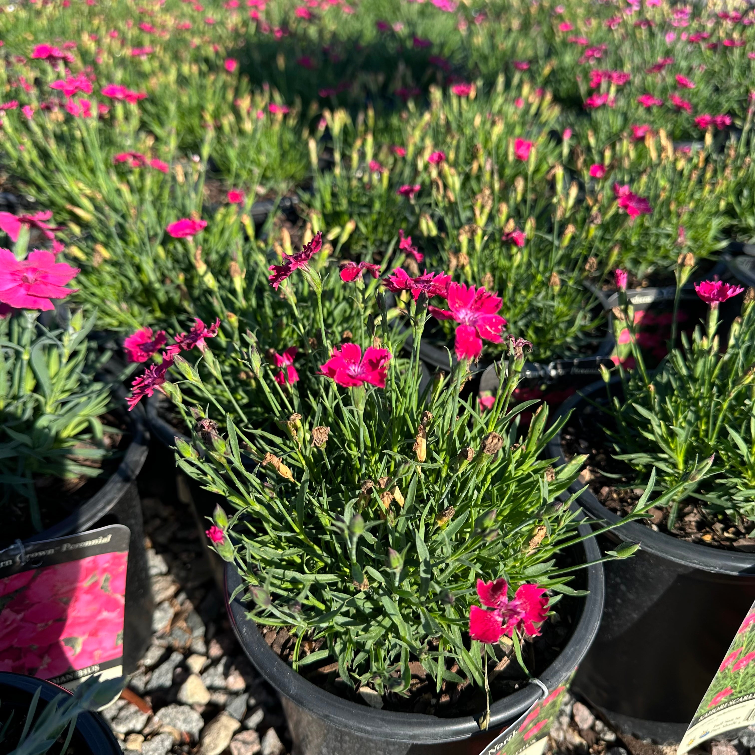Kahori Scarlet Dianthus — Twin Cities, MN
