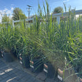 Karl Foerster Feather Reed Grass (Calamagrostis × acutiflora) — Minneapolis, MN