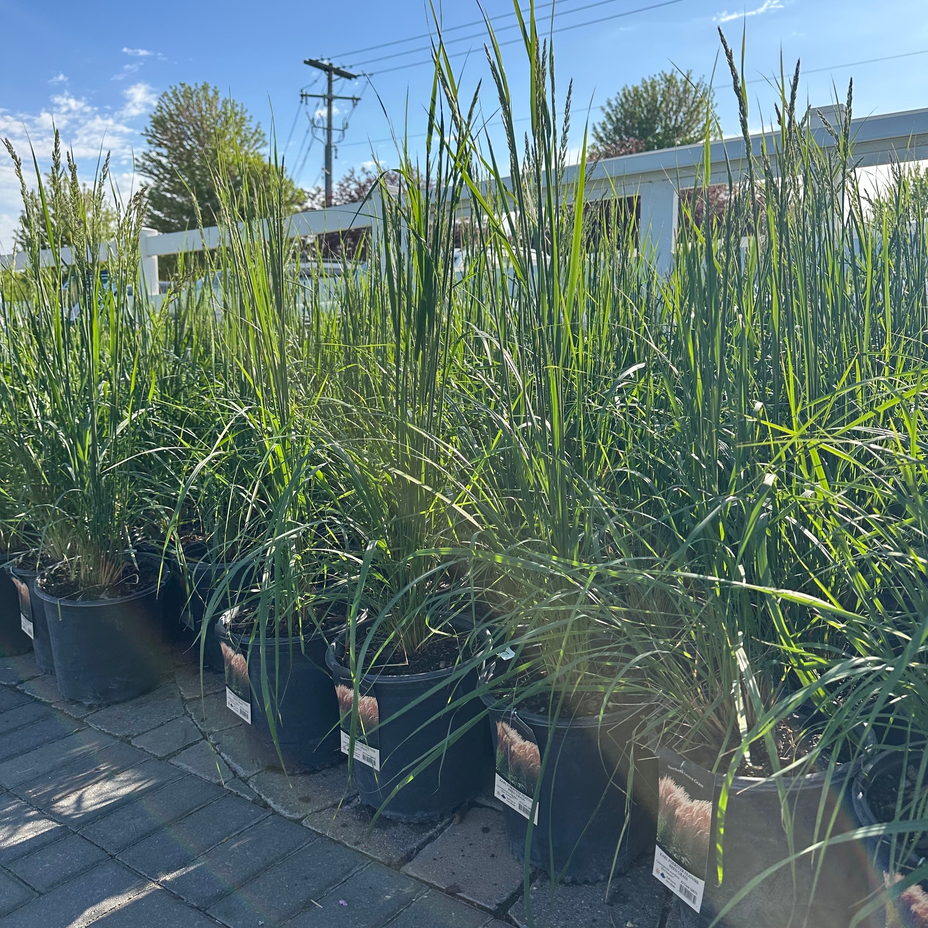 Twin Cities Native Pollinator Pack — 5 × #1 Gallon Minnesota Natives