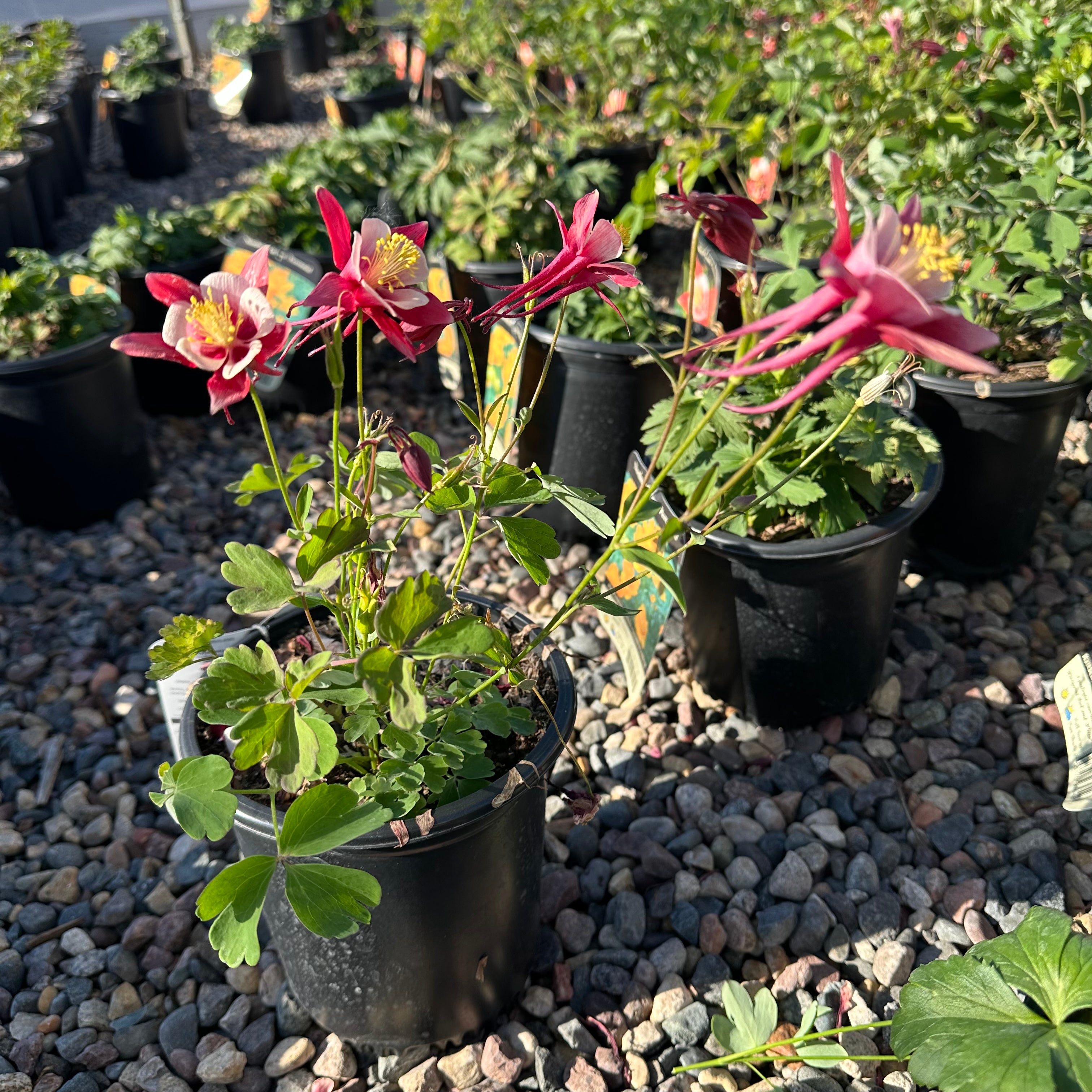 Kirigami Red White Columbine (Aquilegia 'Kirigami Red White') — Minnetonka, MN