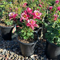 Kirigami Rose Pink Columbine (Aquilegia 'Kirigami Rose Pink') — St. Paul, MN
