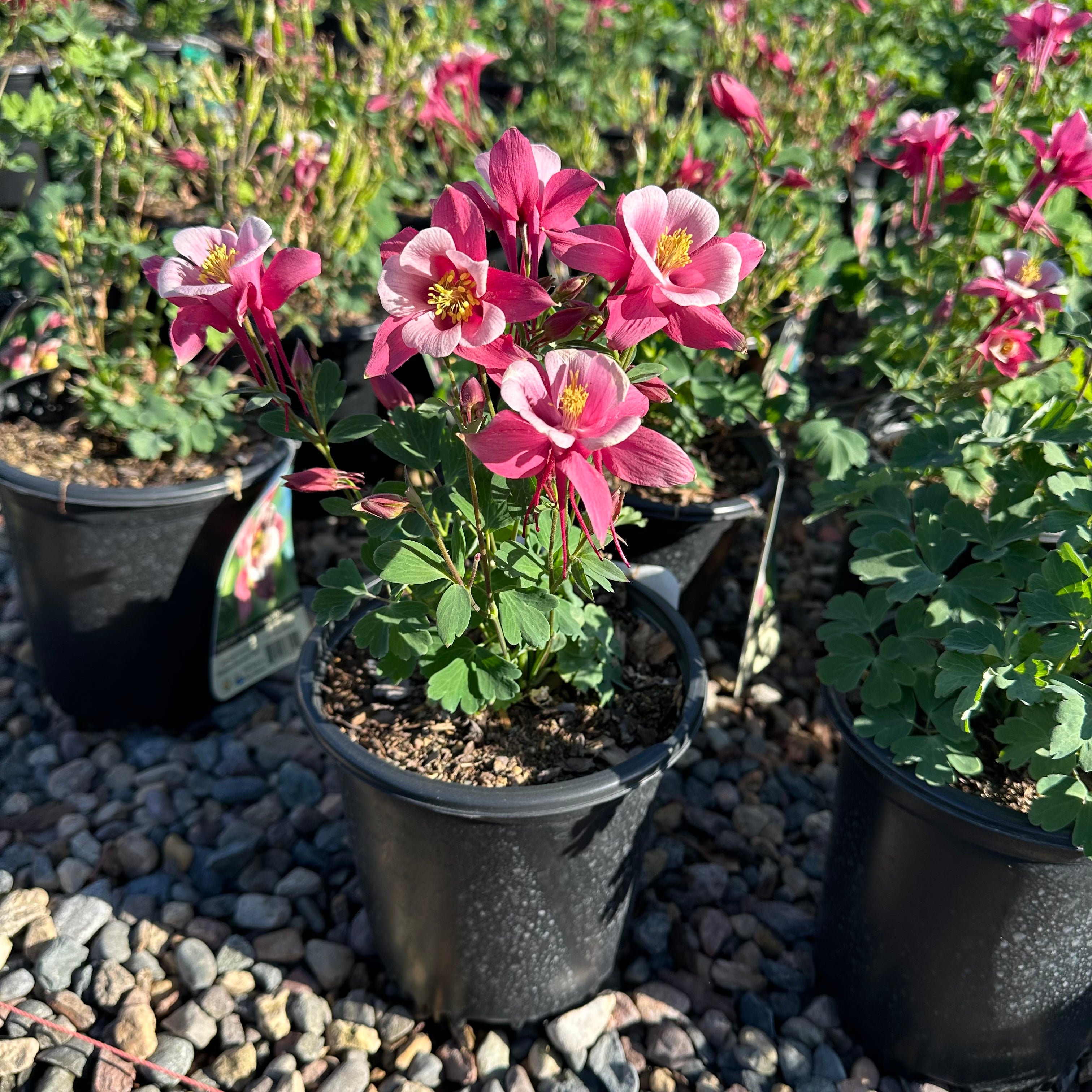 Kirigami Rose Pink Columbine (Aquilegia 'Kirigami Rose Pink') — St. Paul, MN