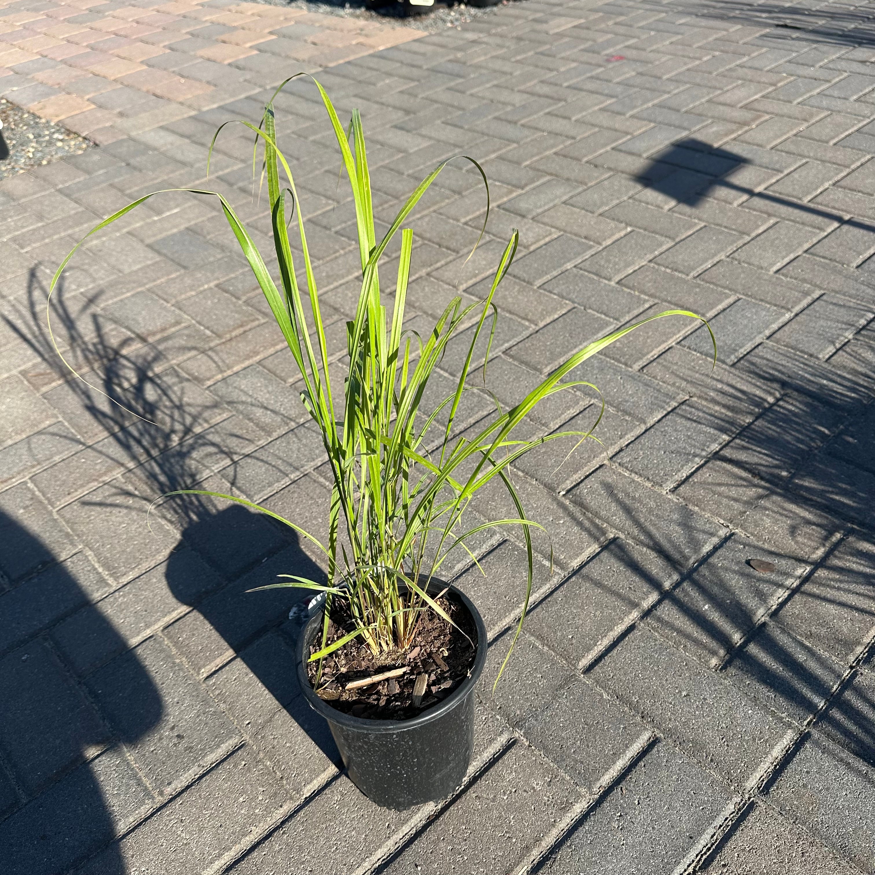 Korean Feather Reed Grass — Maple Grove, MN