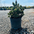 Lakeview Mugo Pine — Wayzata, MN