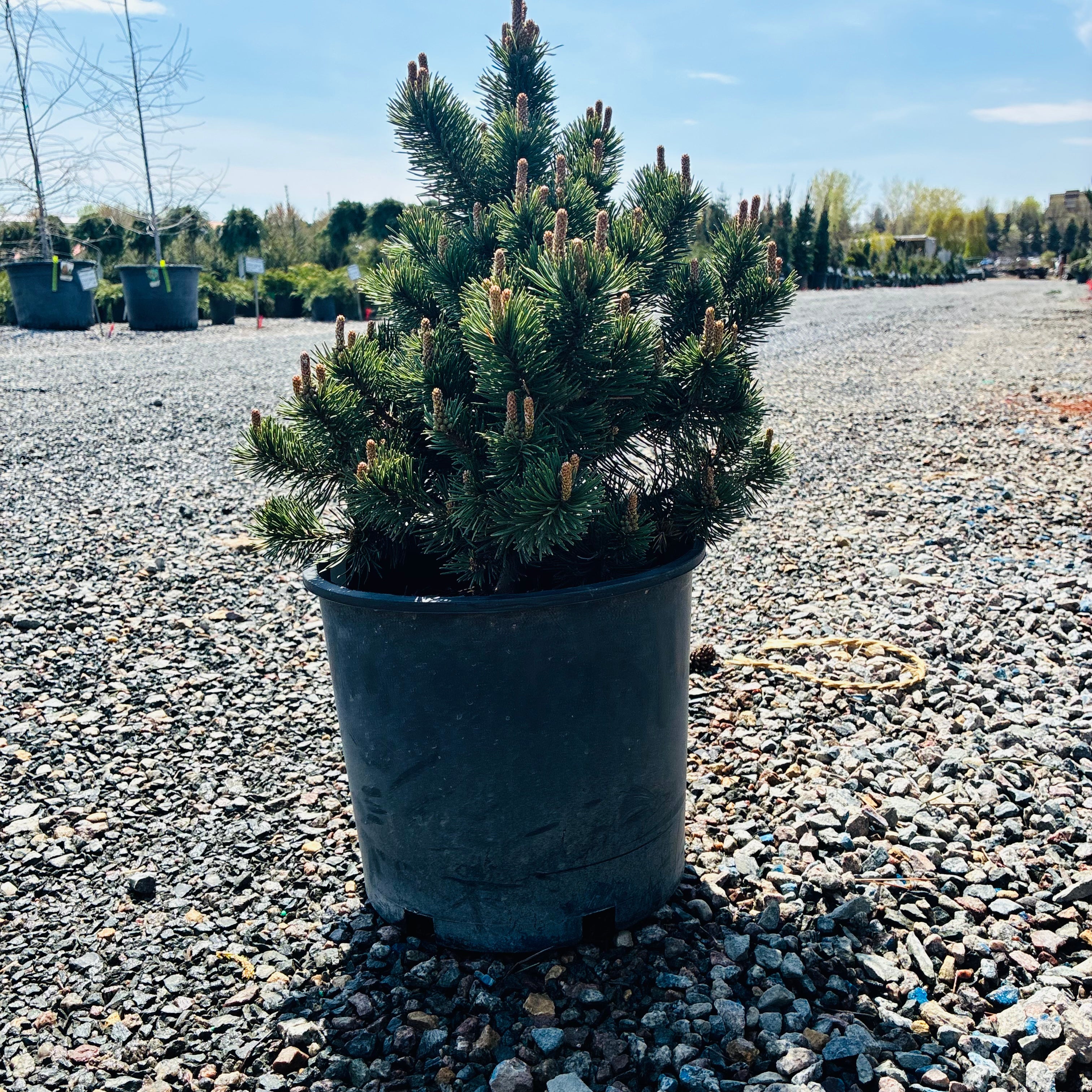 Lakeview Mugo Pine — Wayzata, MN