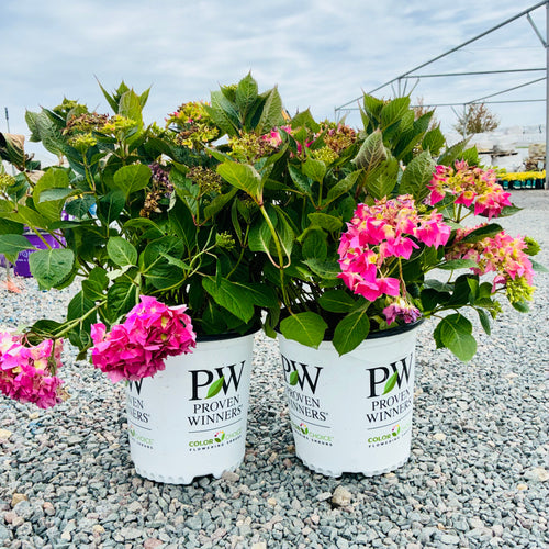 Let's Dance Arriba Hydrangea