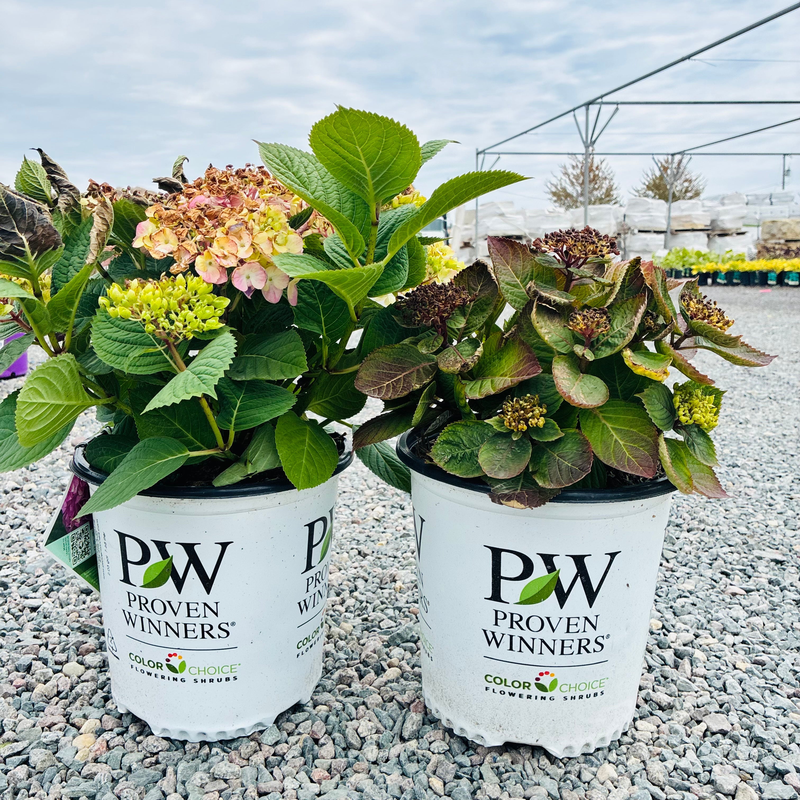 Let's Dance Sky View Hydrangea – Three Timbers Minnesota