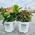 Let's Dance Sky View Hydrangea (Hydrangea macrophylla 'Sky View') — Plymouth, MN