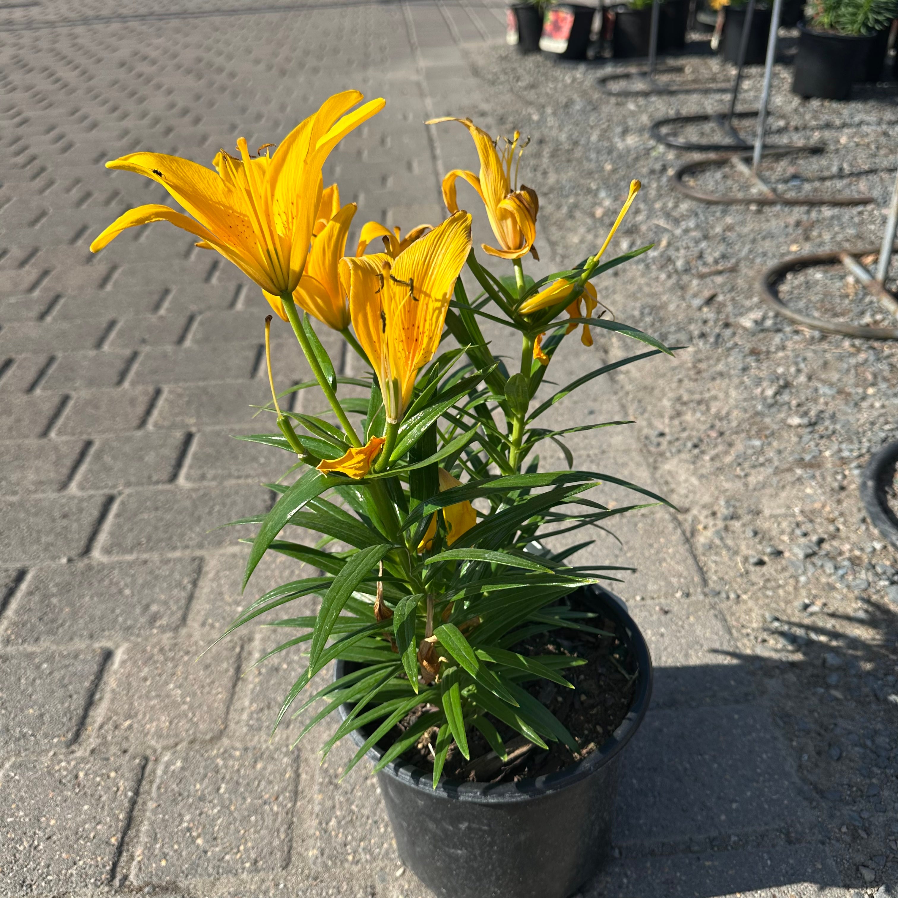 Lily Looks Tiny Bee Asiatic Lily (Lilium 'Lily Looks Tiny Bee') — Minnetonka, MN