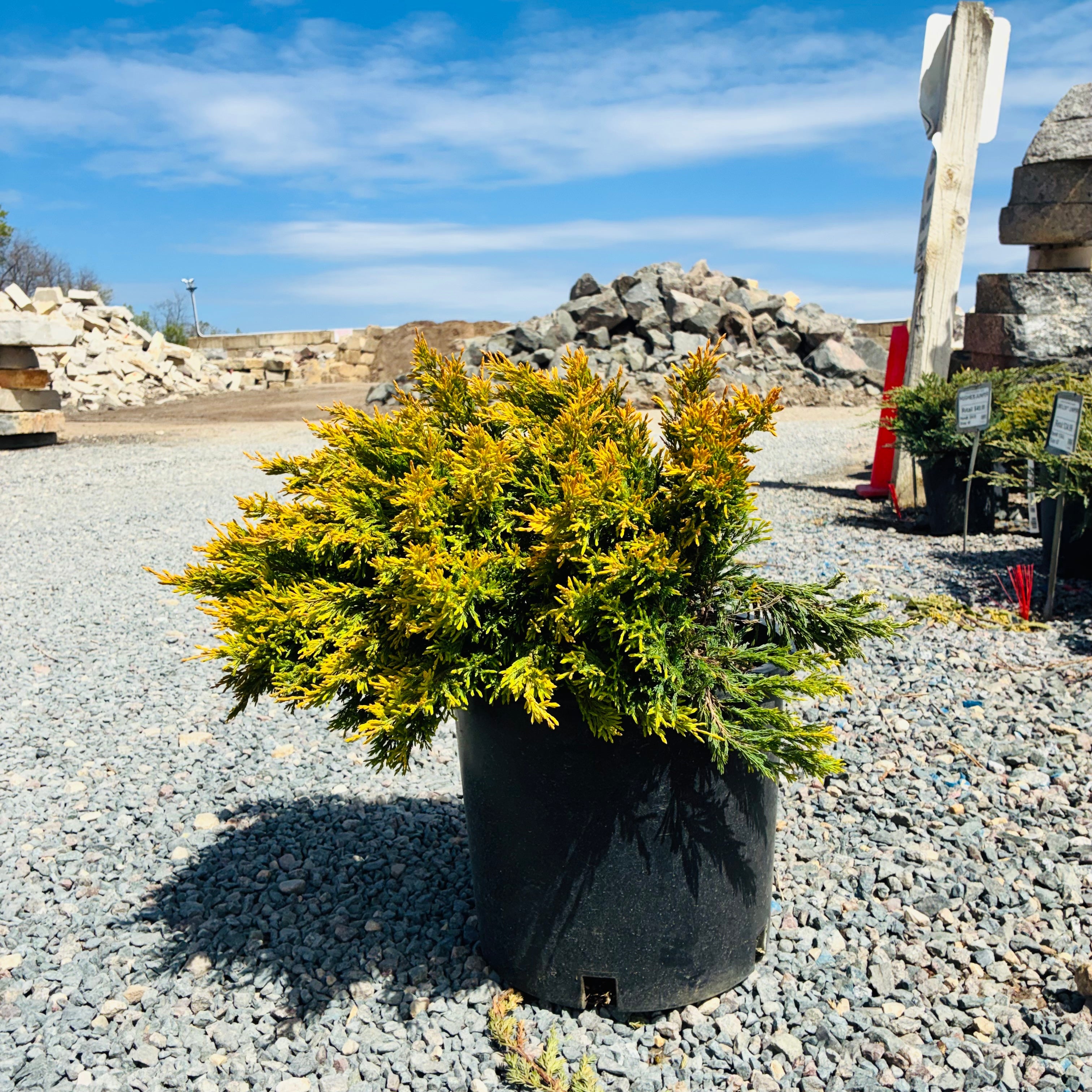 Limeglow Juniper (Juniperus horizontalis 'Limeglow') in nursery container — Bloomington, MN