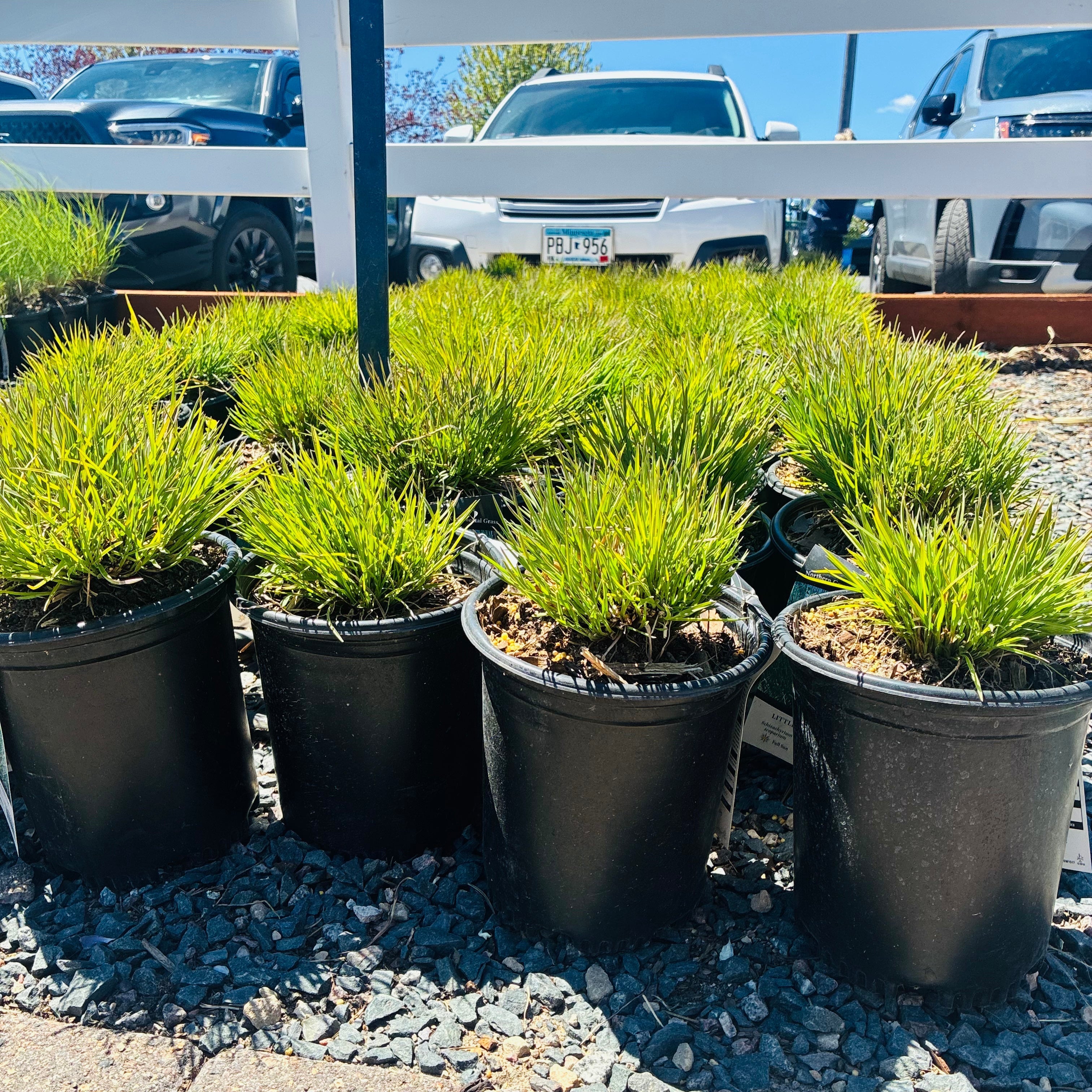 Pollinator Garden Starter — 6 × #1 Gallon Native Plants — St. Paul, MN