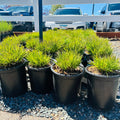 Little Bluestem — Edina, MN