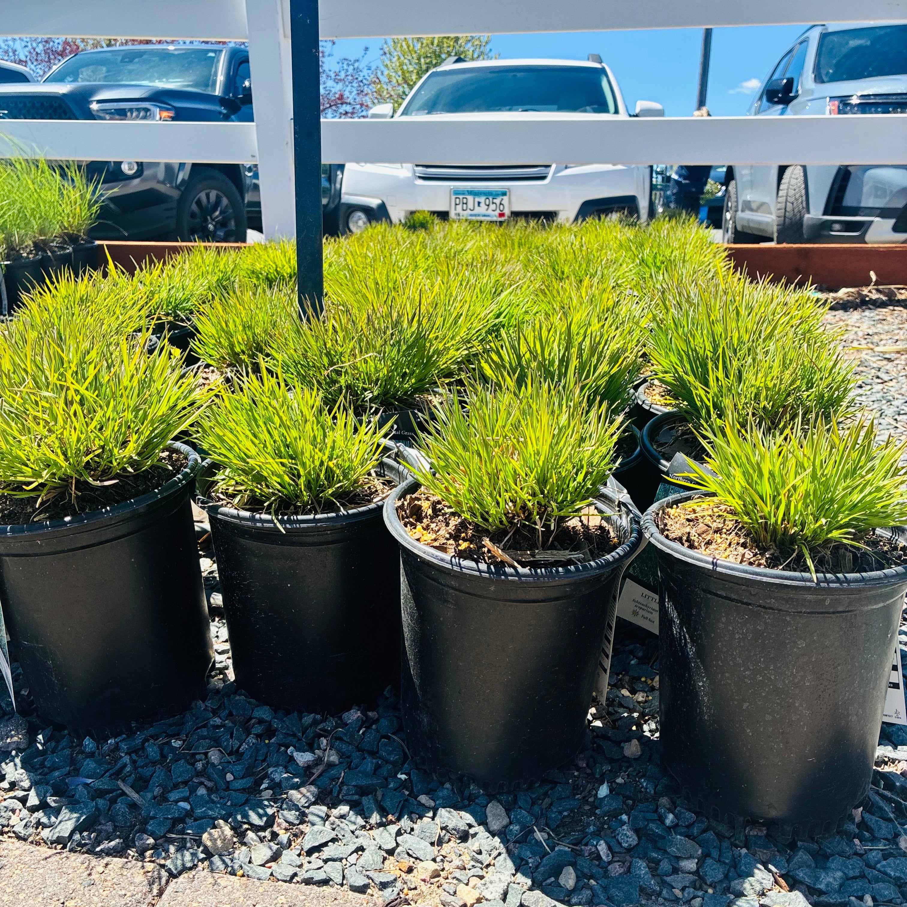 Little Bluestem — Edina, MN