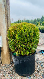 Little Giant Arborvitae foliage detail — Minnetonka, MN