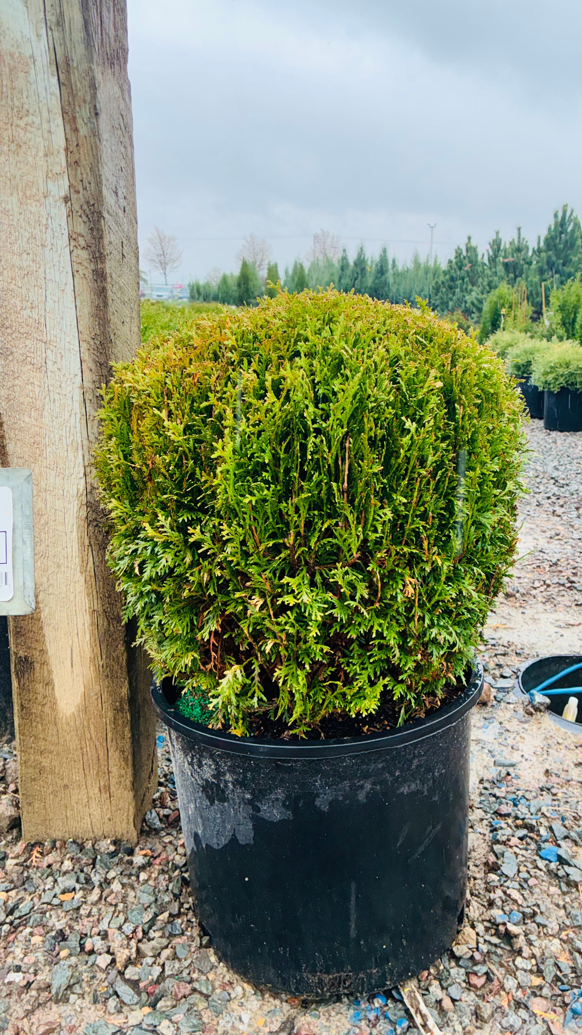 Little Giant Arborvitae foliage detail — Minnetonka, MN