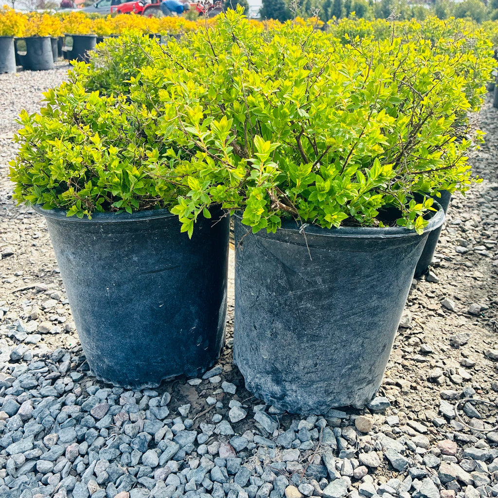Little Princess Spirea (Spiraea japonica 'Little Princess') — Edina, MN