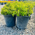Little Princess Spirea (Spiraea japonica 'Little Princess') — Edina, MN