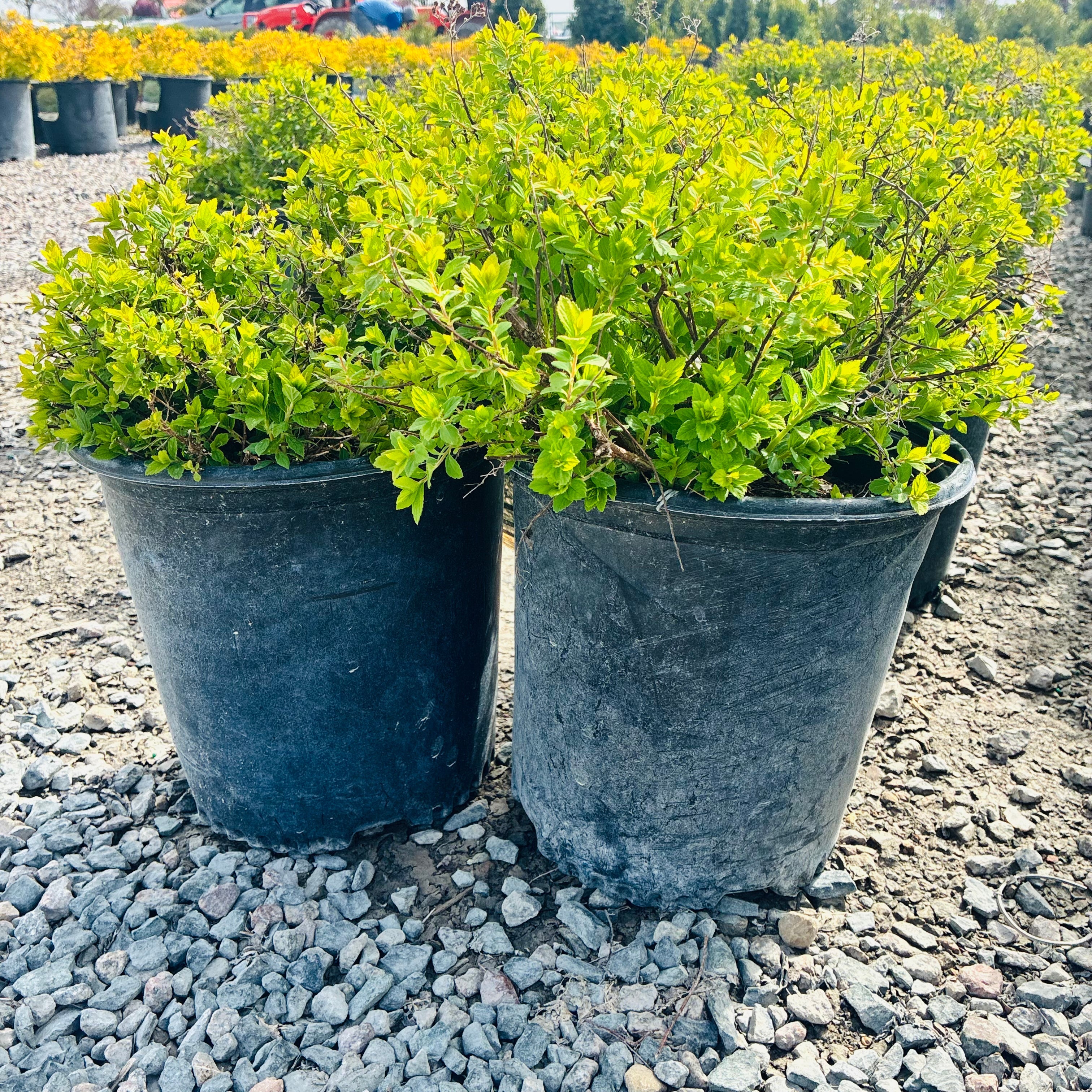 Little Princess Spirea (Spiraea japonica 'Little Princess') — Edina, MN