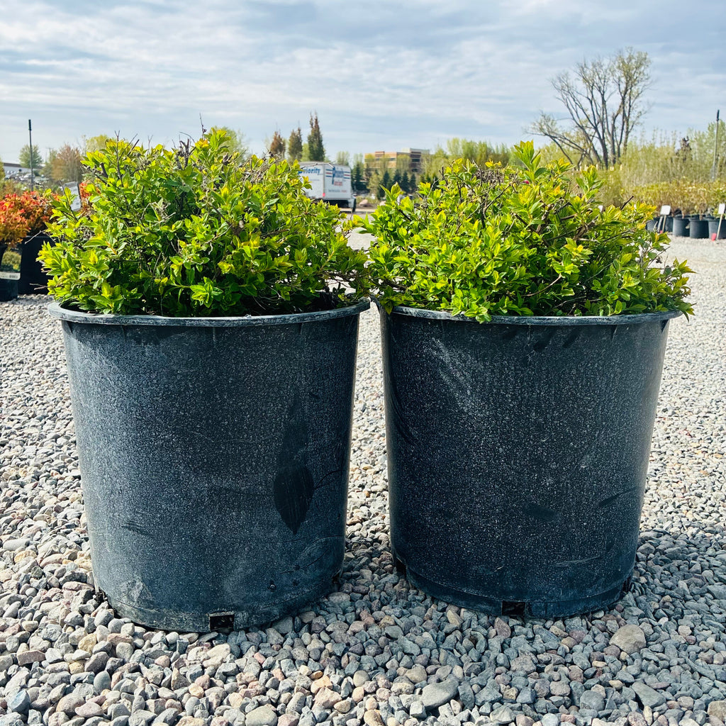 Little Princess Spirea (Spiraea japonica 'Little Princess') in nursery container — Minnetonka, MN