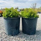 Little Princess Spirea (Spiraea japonica 'Little Princess') in nursery container — Minnetonka, MN