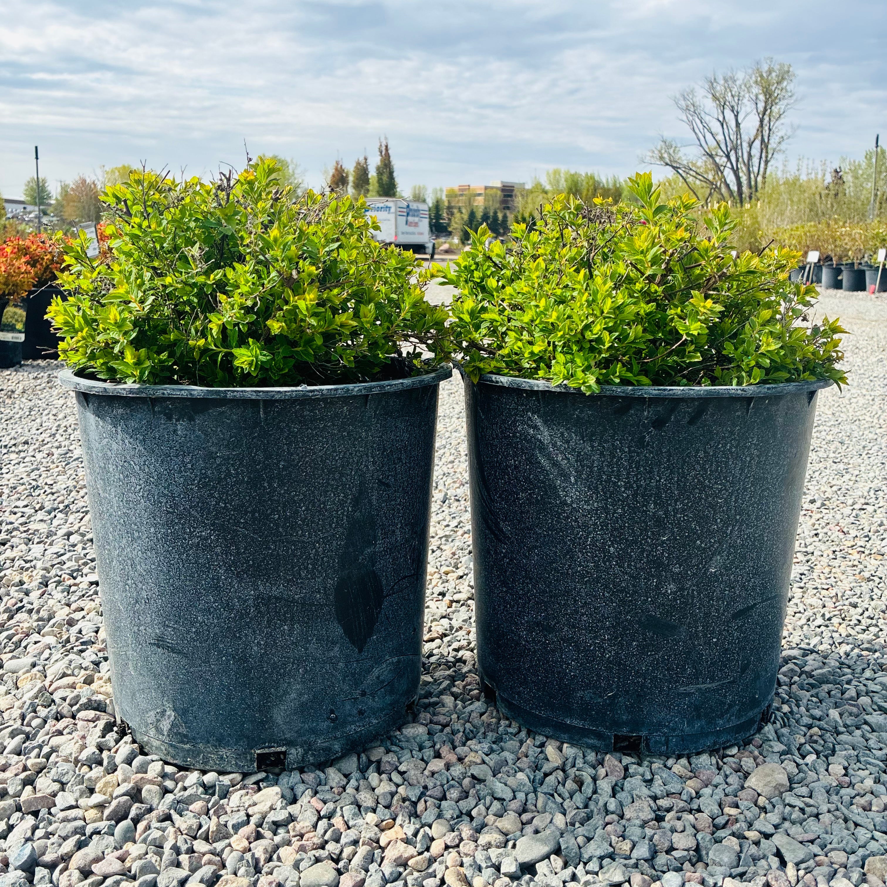 Little Princess Spirea (Spiraea japonica 'Little Princess') in nursery container — Minnetonka, MN