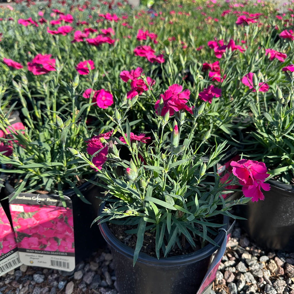 Mad Magenta Dianthus — Maple Grove, MN