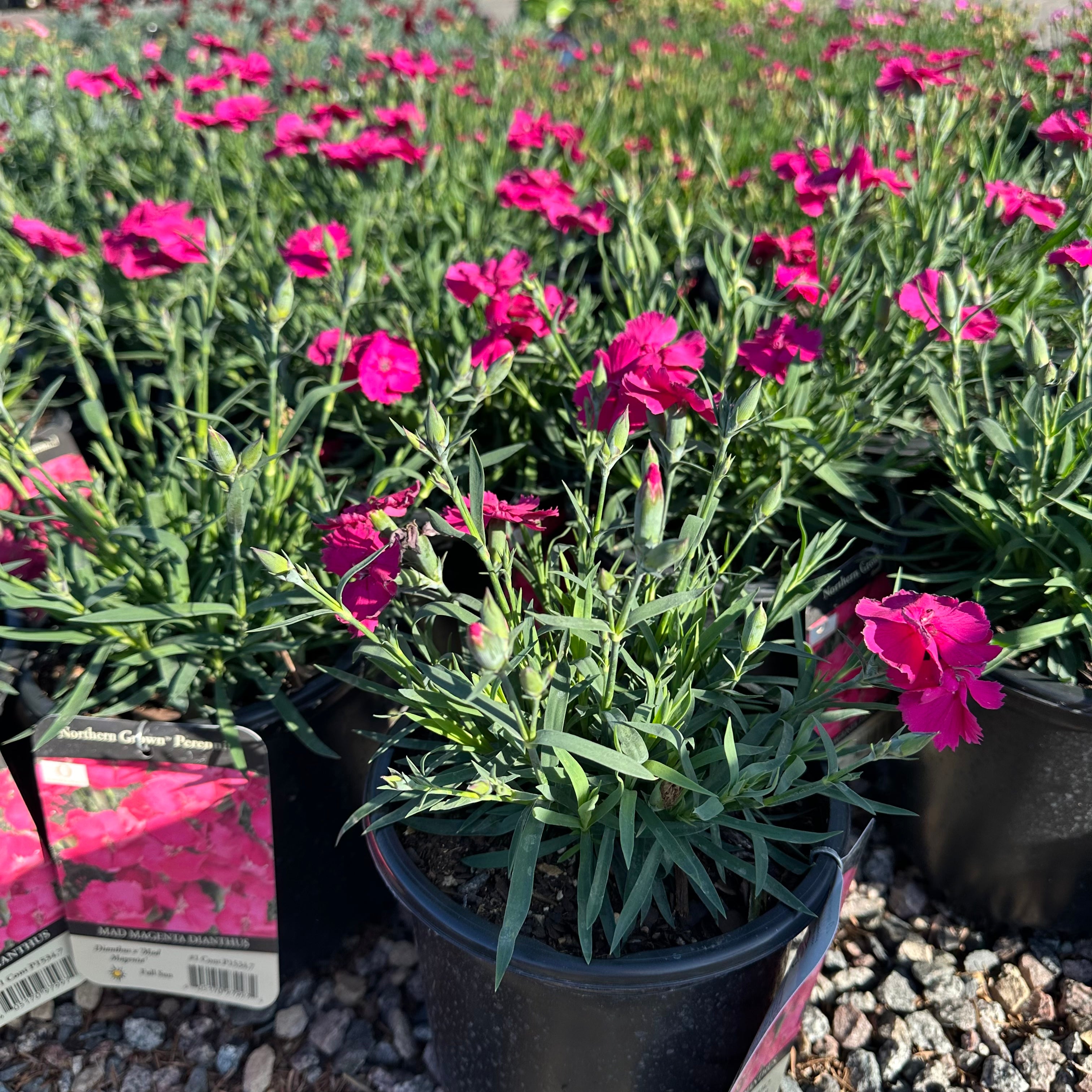 Mad Magenta Dianthus — Maple Grove, MN