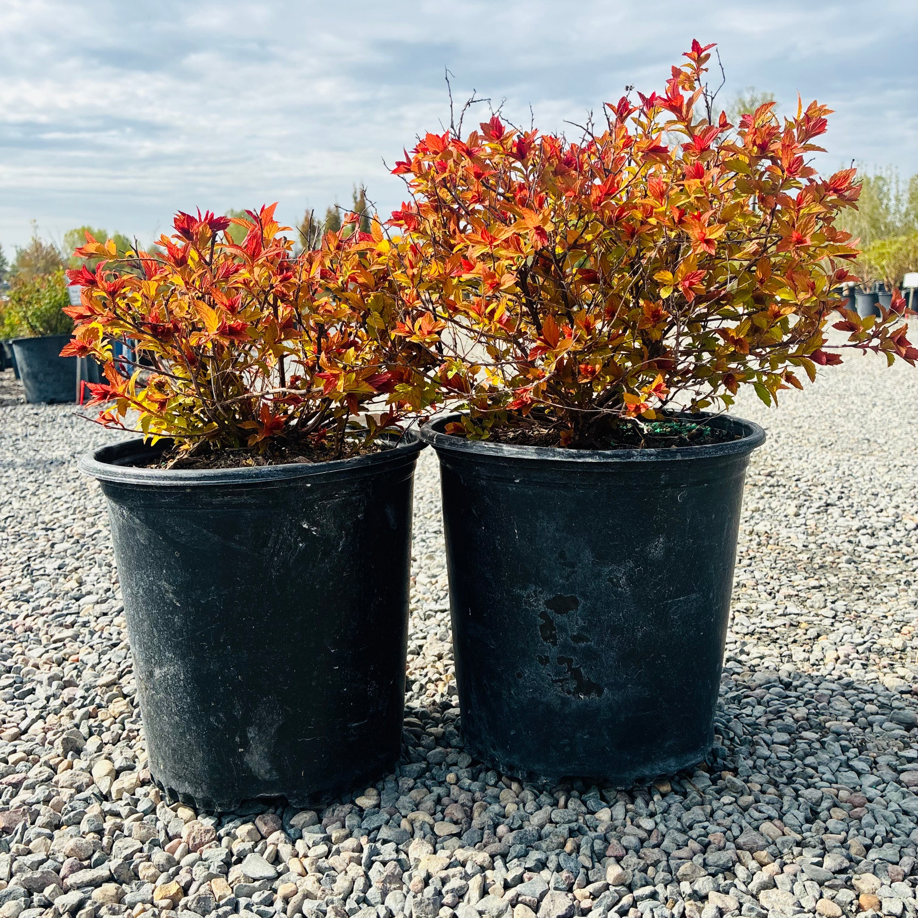 Magic Carpet Spirea (Spiraea japonica 'Magic Carpet') — Minnetonka, MN