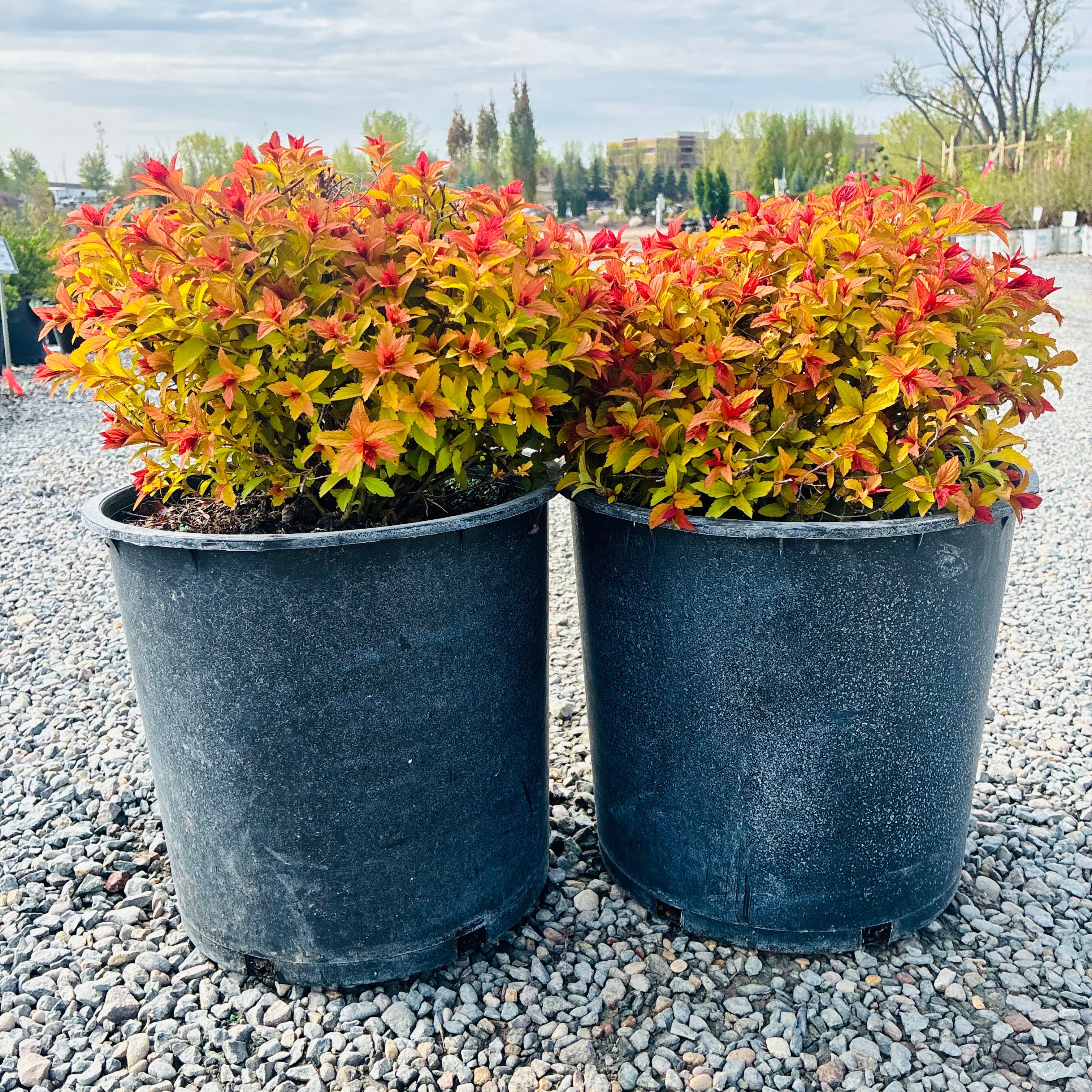 Magic Carpet Spirea (Spiraea japonica 'Magic Carpet') in nursery container — Wayzata, MN