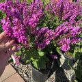 Marvel Rose Salvia (Salvia 'Marvel Rose') — Eden Prairie, MN