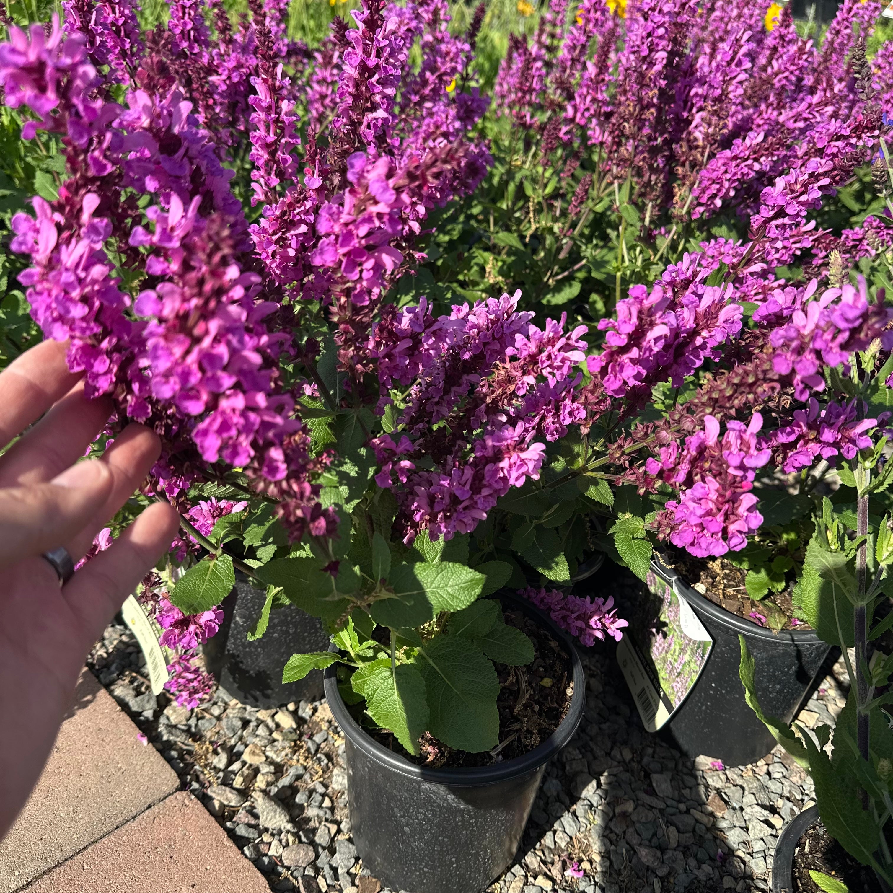 Marvel Rose Salvia (Salvia 'Marvel Rose') — Eden Prairie, MN