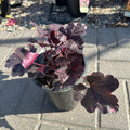 Midnight Rose Coral Bells (Heuchera 'Midnight Rose') — Maple Grove, MN