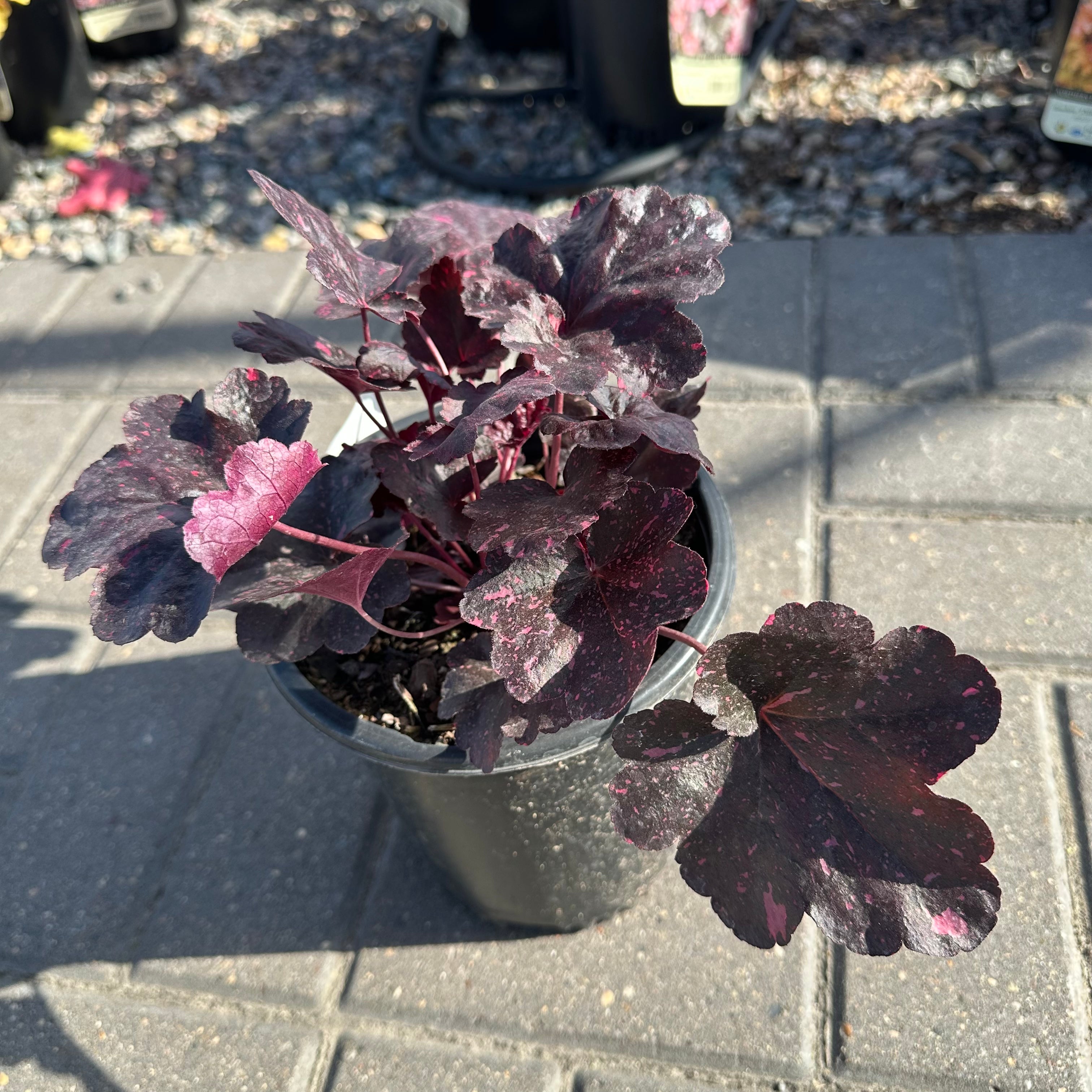 Midnight Rose Coral Bells (Heuchera 'Midnight Rose') — Maple Grove, MN