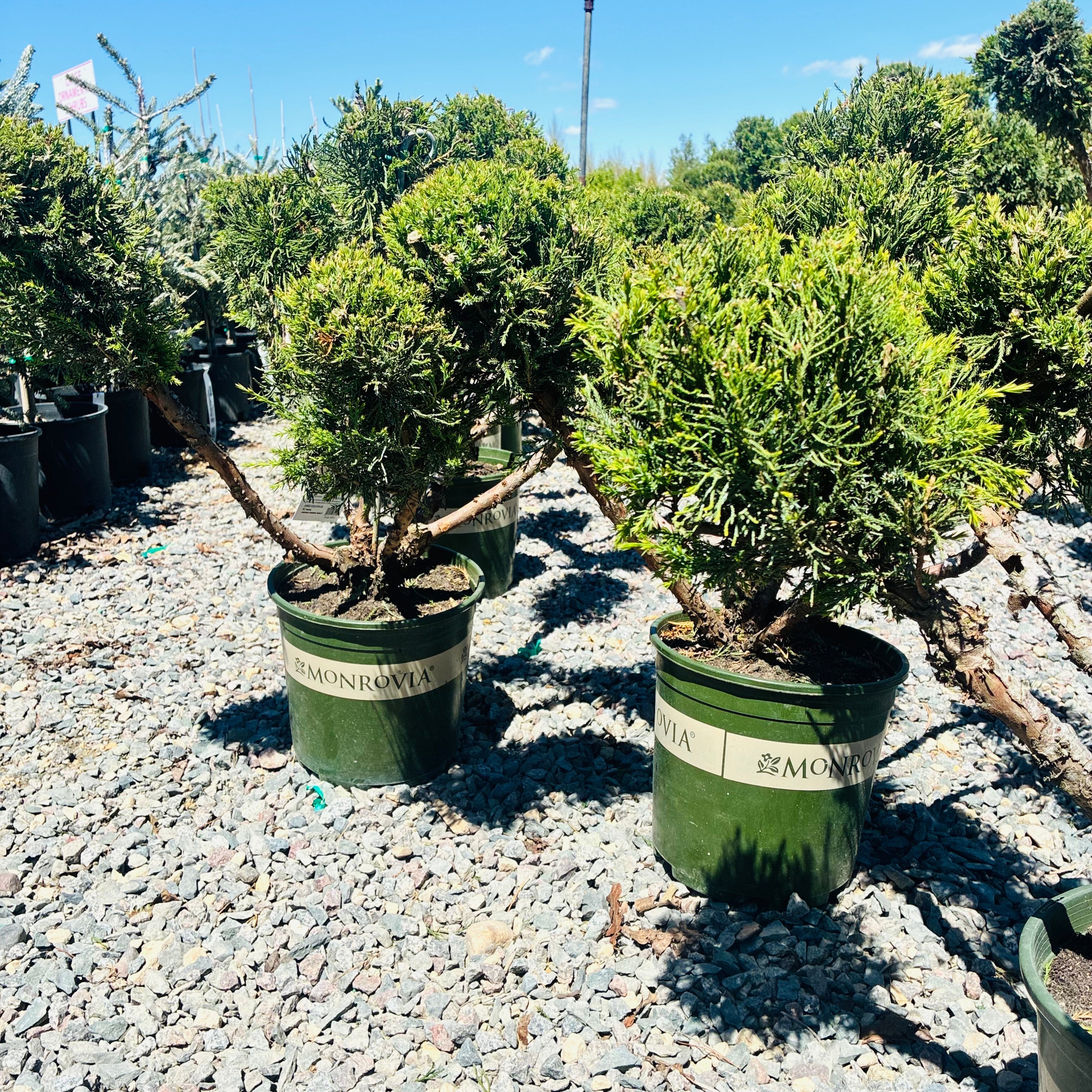 Mint Julep Juniper Pompom in nursery container — Wayzata, MN