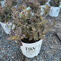 Minuet Weigela (Weigela florida 'Minuet') — Bloomington, MN