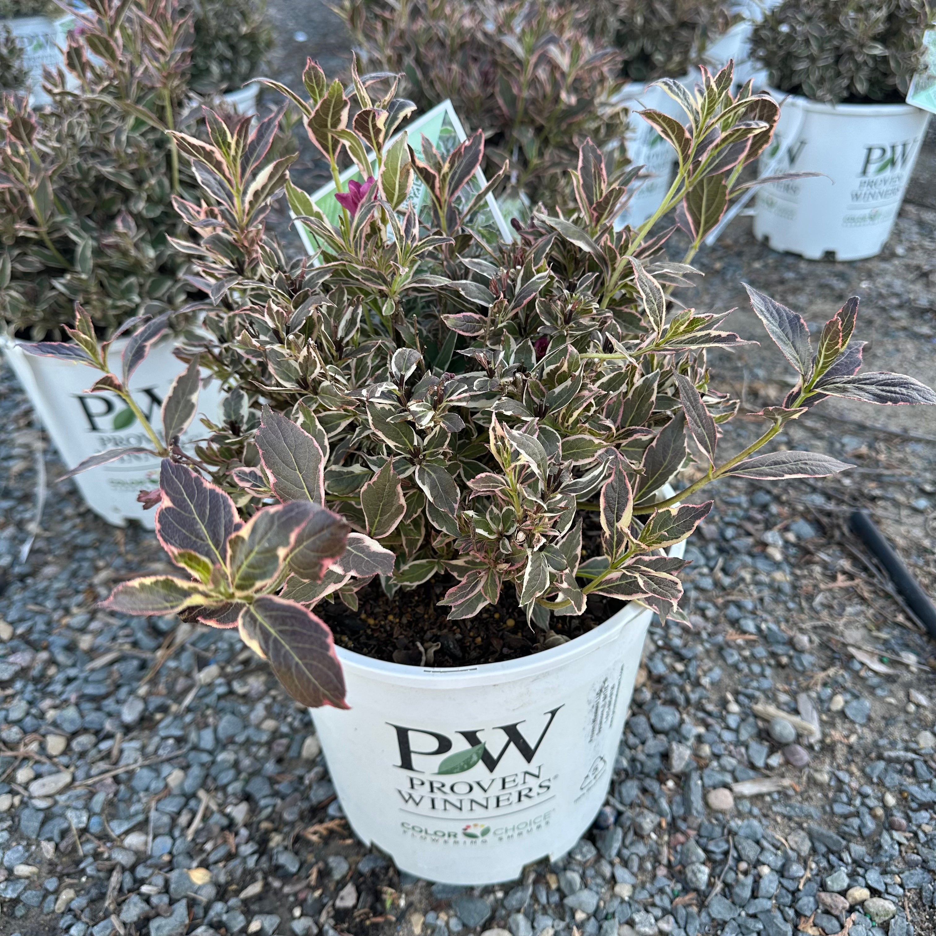Minuet Weigela (Weigela florida 'Minuet') — Bloomington, MN