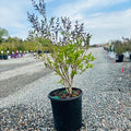Miss Kim Lilac (Syringa pubescens patula 'Miss Kim') — Plymouth, MN