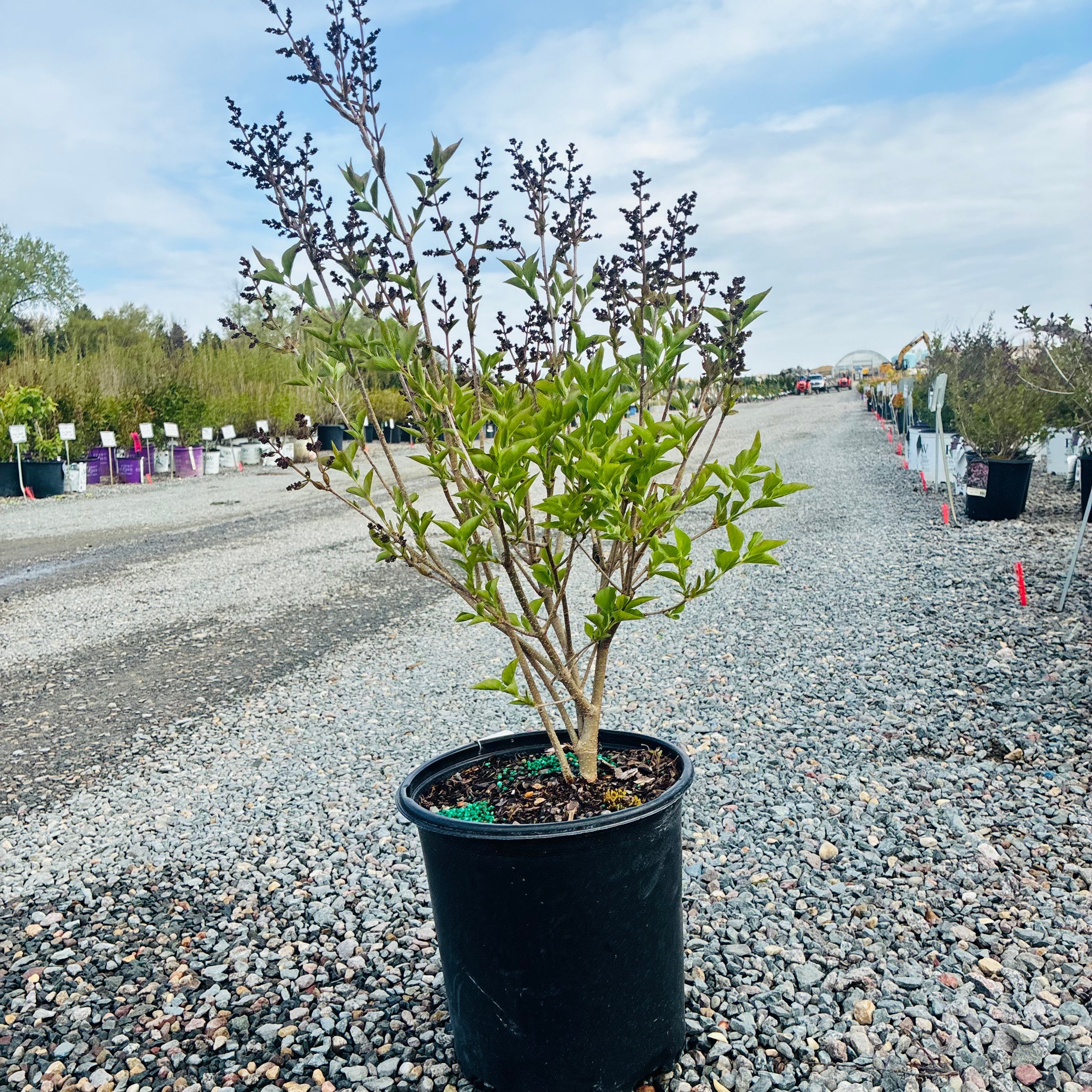 Miss Kim Lilac (Syringa pubescens patula 'Miss Kim') — Plymouth, MN