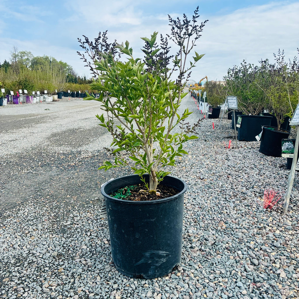 Miss Kim Lilac (Syringa pubescens patula 'Miss Kim') in nursery container — Twin Cities, MN
