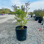 Miss Kim Lilac (Syringa pubescens patula 'Miss Kim') in nursery container — Twin Cities, MN