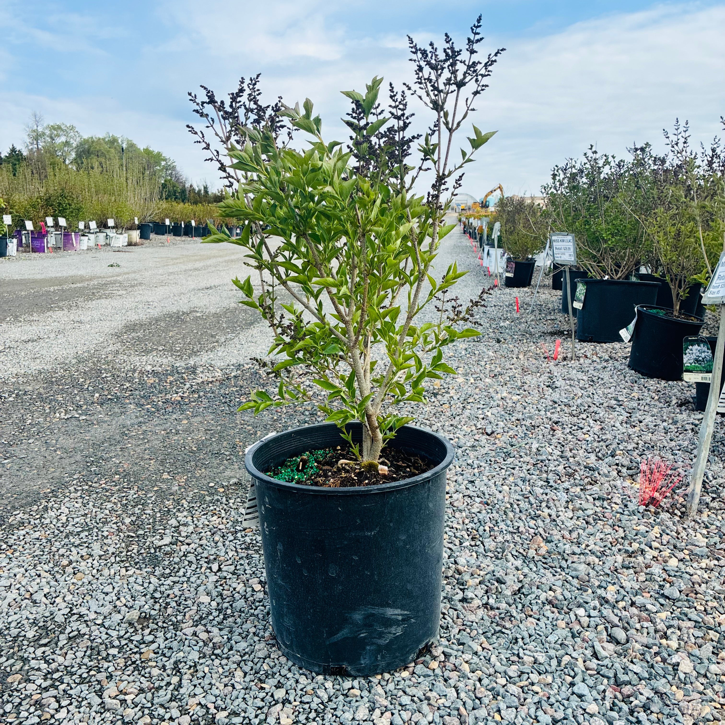 Miss Kim Lilac (Syringa pubescens patula 'Miss Kim') in nursery container — Twin Cities, MN