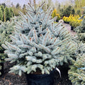 Monty Globe Blue Spruce — Woodbury, MN