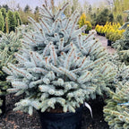 Monty Globe Blue Spruce — Woodbury, MN